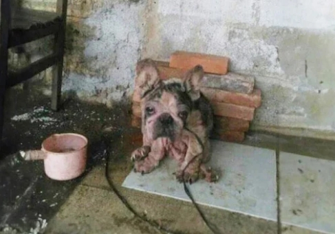 From Chains to Joy: Bama’s Inspiring Journey of Healing and Hope