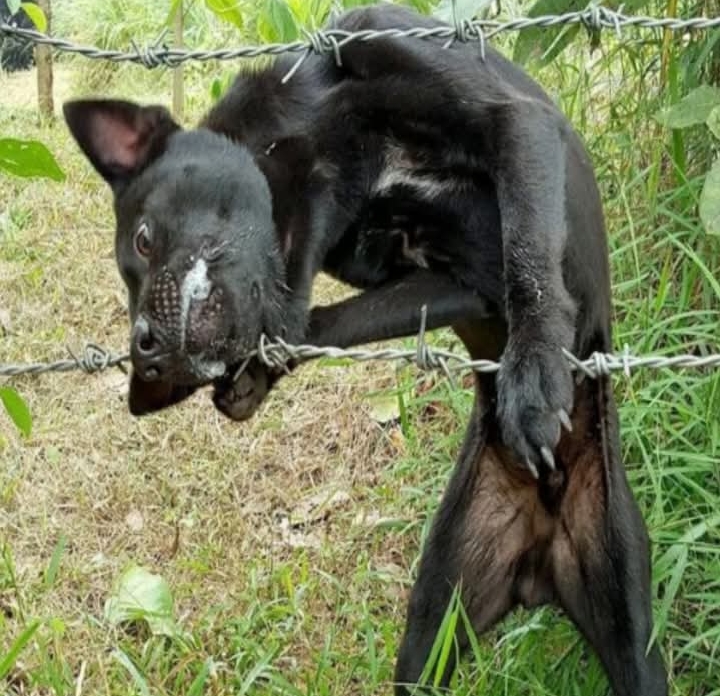 Urgent Rescue Needed: Dog Entangled in Barbed Wire Faces Life-Threatening Injuries