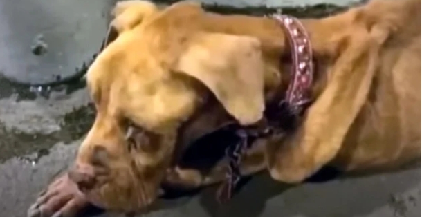 From Stray to Star: Baxter’s Heartwarming Journey of Hope and Healing