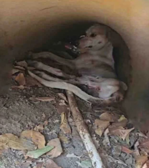 From Streets to Recovery: Polito’s Journey of Healing and Hope