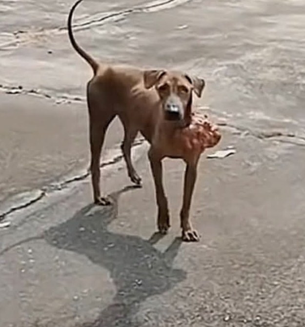 Stray Dog’s Incredible Recovery: From Life-Threatening Tumor to Loving Home