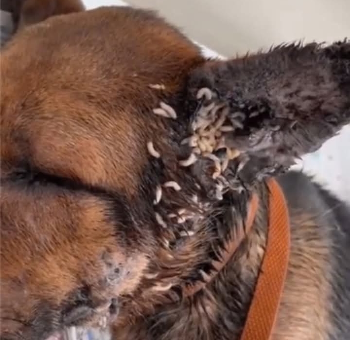 Hope the Dog’s Journey Touches Hearts Worldwide