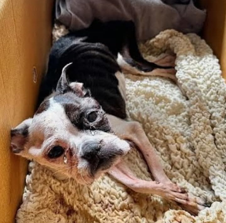 From Darkness to Light: Scarlet’s Journey to a New Life