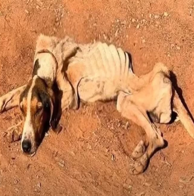 Bento’s Journey: From Dire Straits to a Loving Forever Home