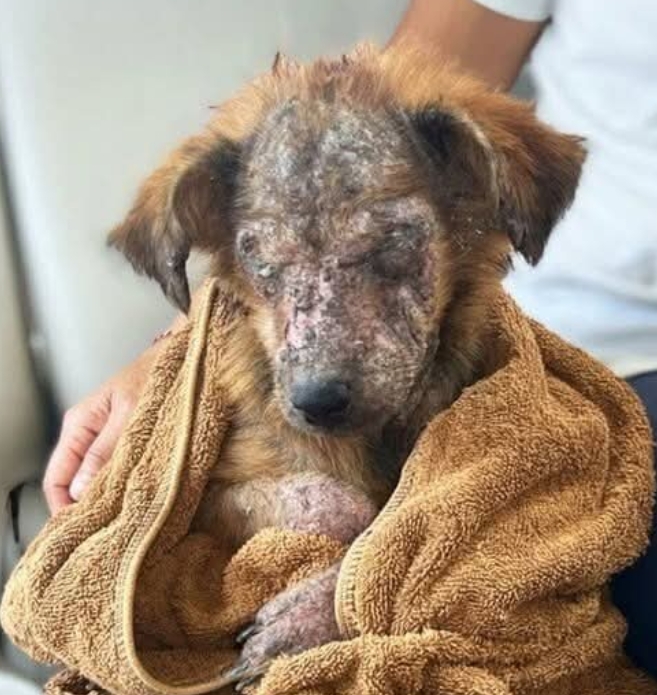 Abandoned for Being “Ugly,” This Puppy Found a Love That Sees Her True Beauty