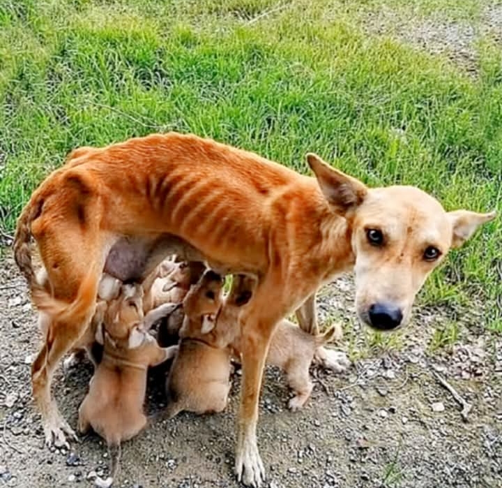 Hope’s Rescue: From Heartbreak to Home for a Brave Dog and Her Puppies