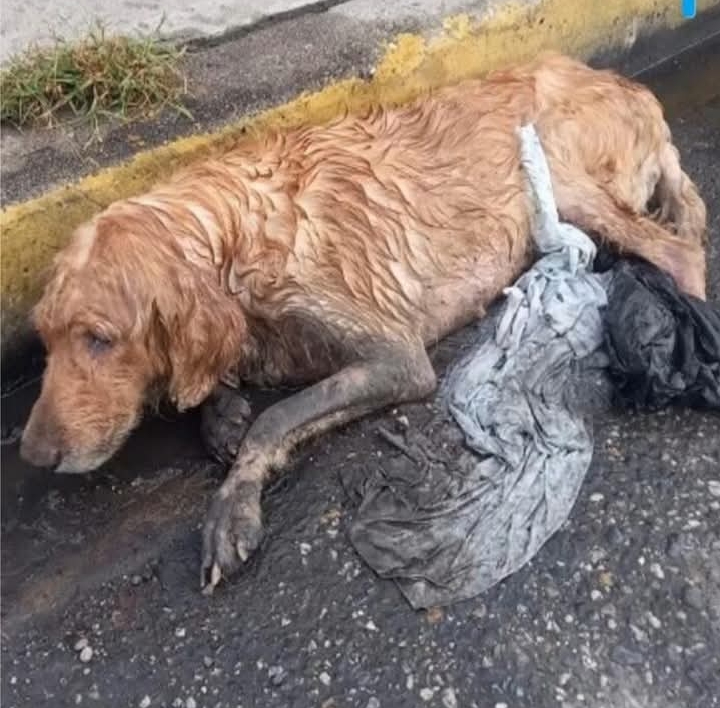 Street Rescue Transforms Abandoned Dog Polly into a Vibrant, Happy Companion