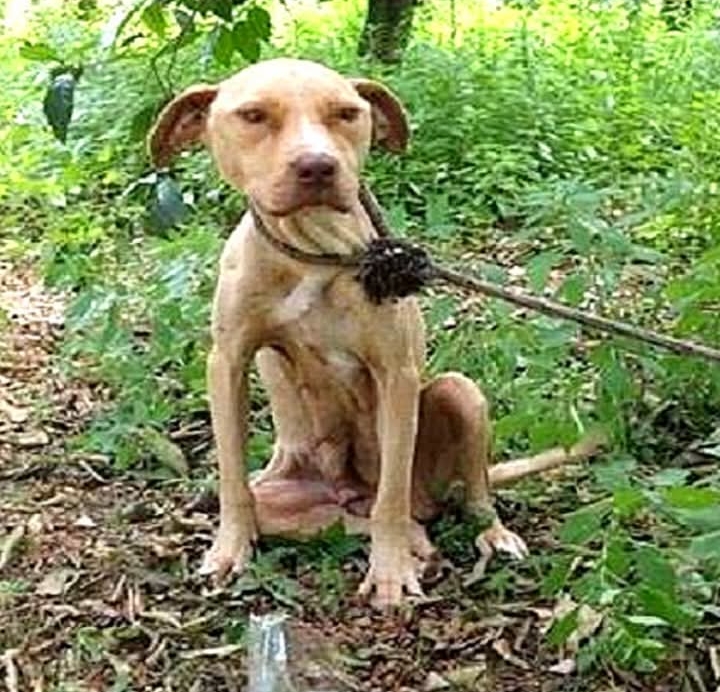 From Heartbreak to Happiness: The Rescue of a Pregnant Dog and Her Newborn Pups