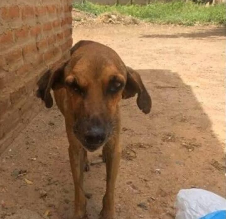 From Streets to Snuggles: Fito’s Heartwarming Rescue and Recovery by DoCa Shelter