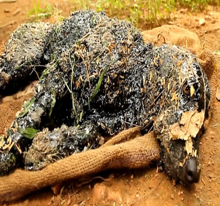 Rescue Team Frees Dog from Hot Glue Trap, Showcasing Heroic Dedication