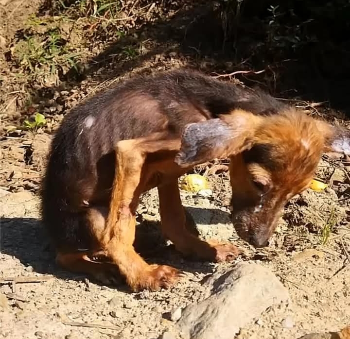 From Abandoned Kitten to Beloved Companion: Carbon’s Heartwarming Journey to a Forever Home