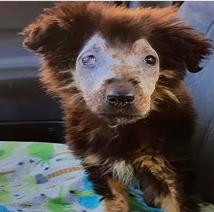 Rescue and Hope: Bodoque’s Heartwarming Journey from Despair to Delightful Companion