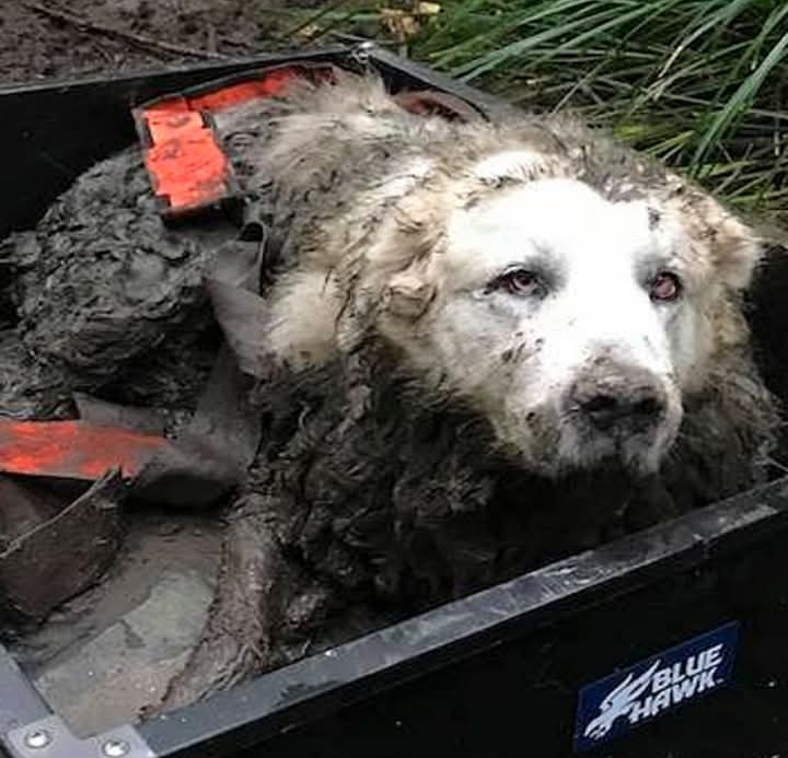 He Disappeared After a Car Crash. 64 Days Later, His Family’s Unwavering Hope Was Finally Rewarded.