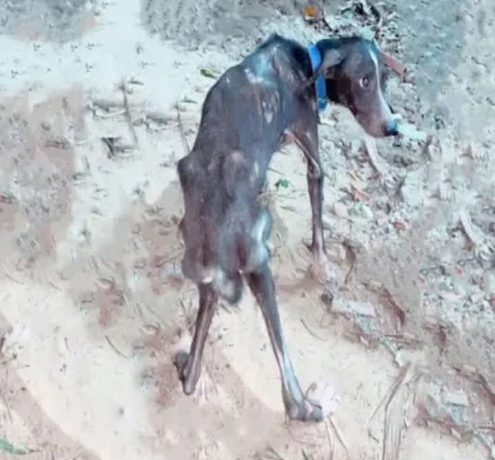 From Shadows to Sunshine: The Inspiring Rescue and Transformation of Blackie and Reiki