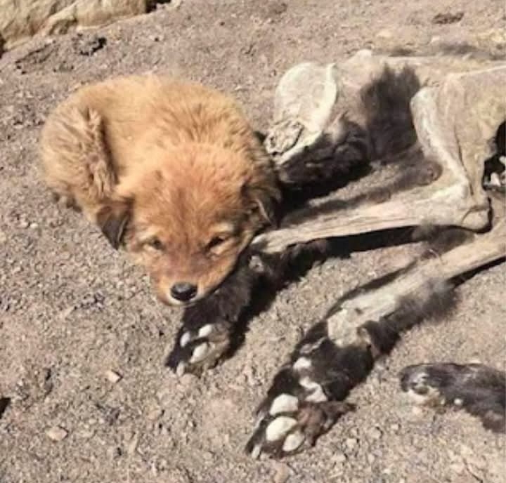 Orphaned Puppy and Skeleton Mother Stir Global Hearts with Tale of Love and Loss