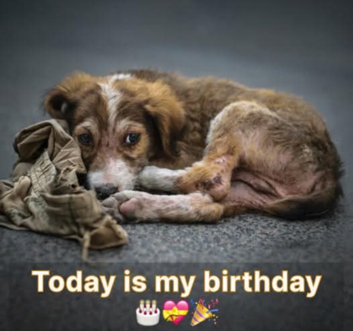 From the Highway to a Loving Home: The Rescue of a Lonely Puppy