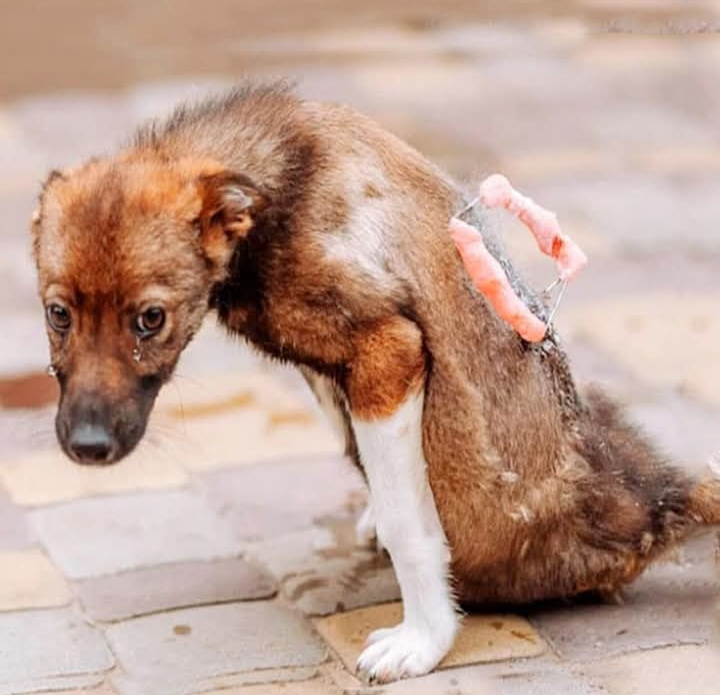 Resilient Kitten Izum Triumphs Over Spinal Injury with Love and Care