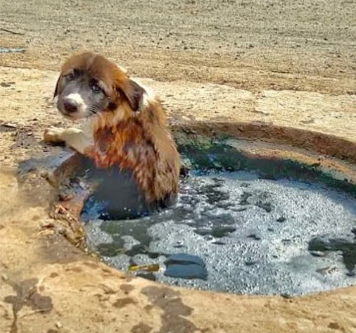 Neglected Puppy Felix Rescued and Heals with Love and Care in Just Two Weeks