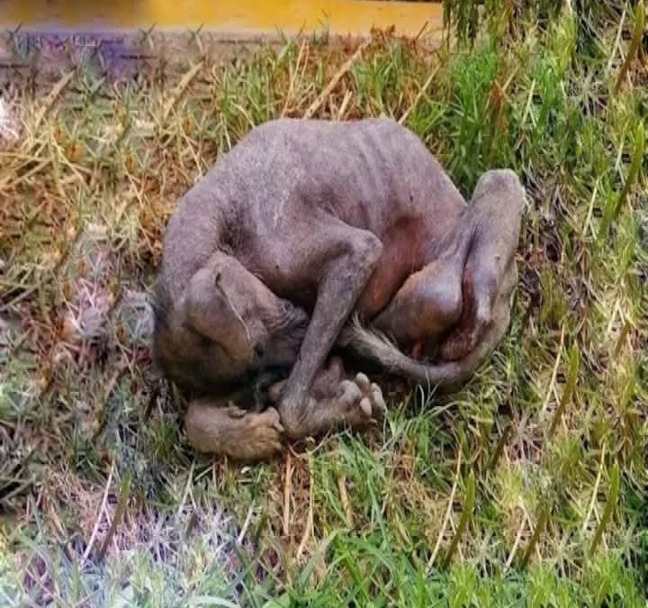 From Neglect to Joy: Luni’s Inspiring Journey of Healing and Hope