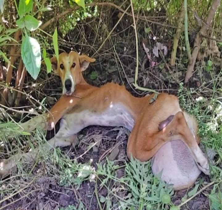 Incredible Journey: Street Dog Champ Overcomes Injury with Courage and Compassion