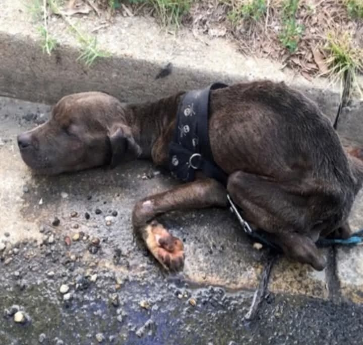 Resilient Shepherd: Overcoming Neglect, Finding Hope and Healing in Virginia