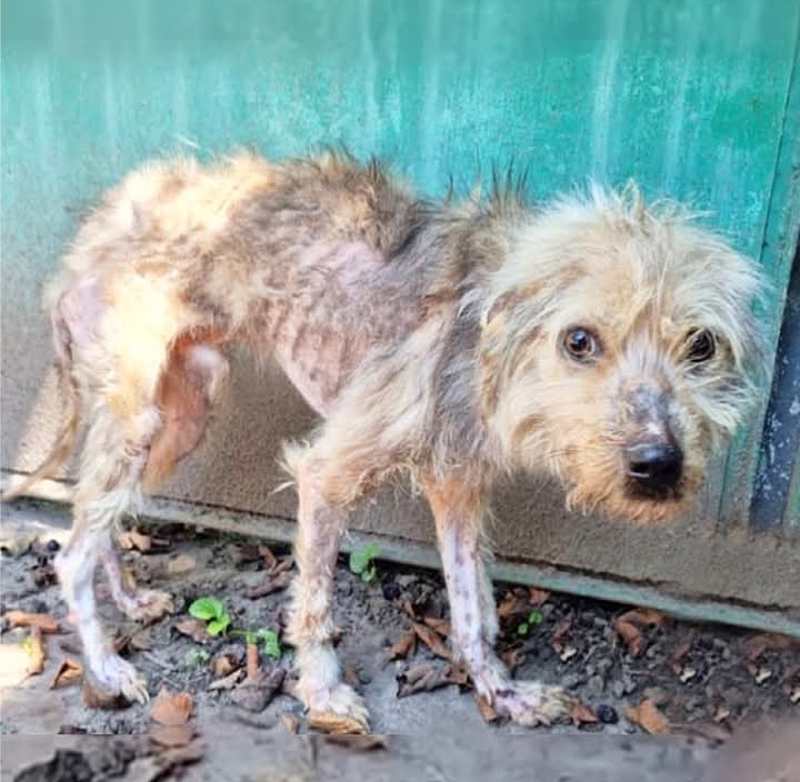 From Fear to Joy: The Amazing Transformation of Vito the Miracle Dog