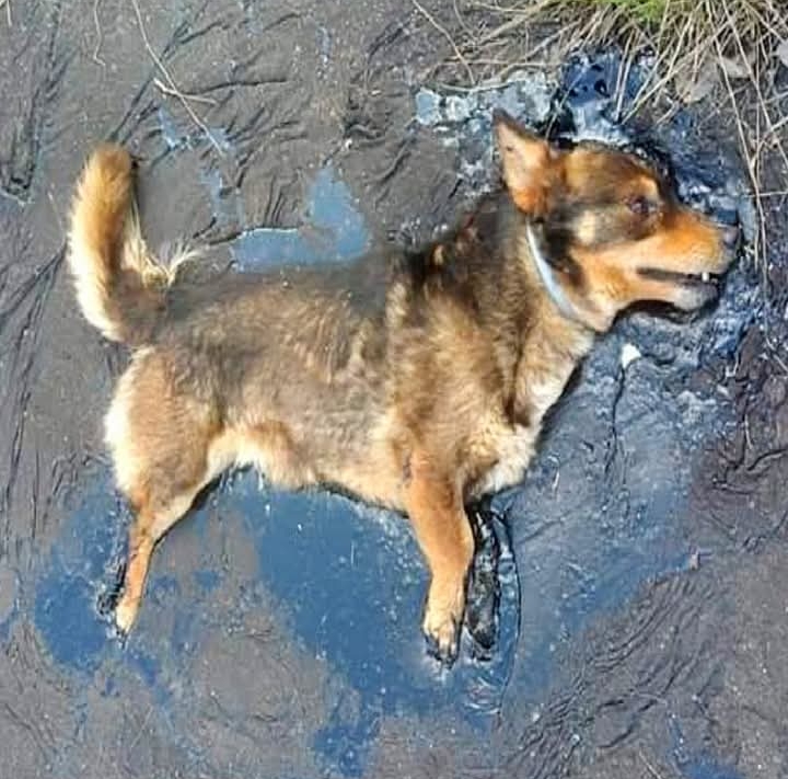 Rescued Dog Farcik Battles Tar Trap, Begins Journey to Recovery and New Home