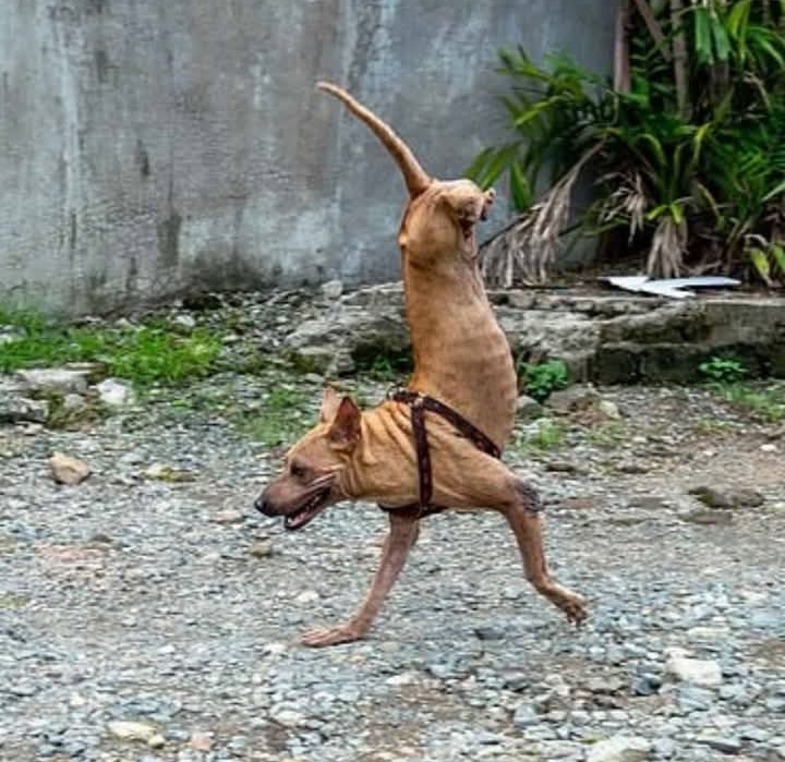 Thanks to Her Owner’s Dedication, a Two-Legged Dog Thrives and Inspires Many