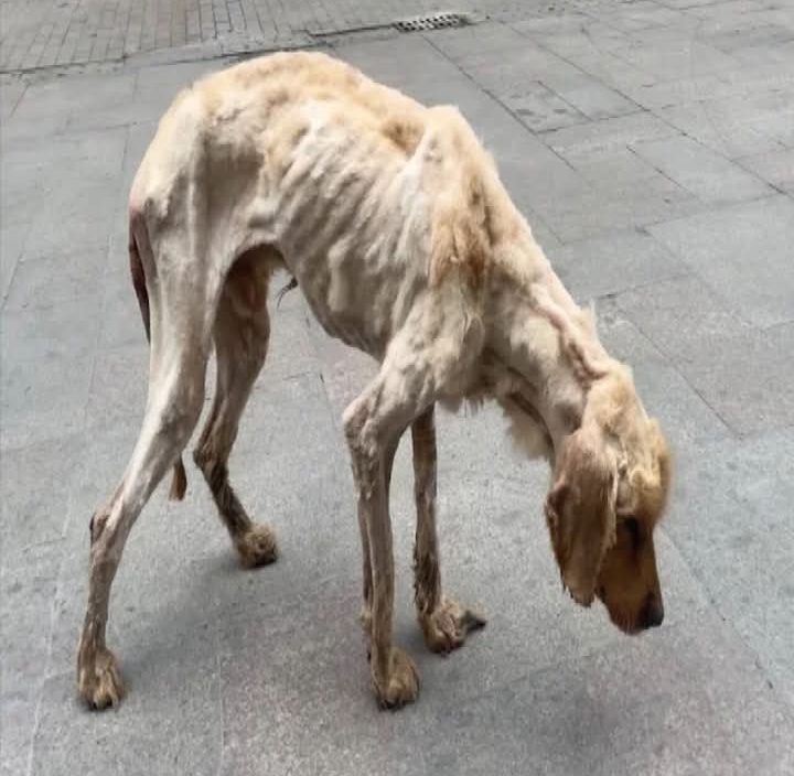 Stray Dog Faces Toughest Battle Yet: Rescue Team’s Hopeful Mission for Recovery