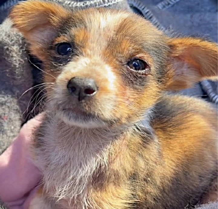 Brave Puppy Leads Rescuers to Sister, Finds Hope After Loss