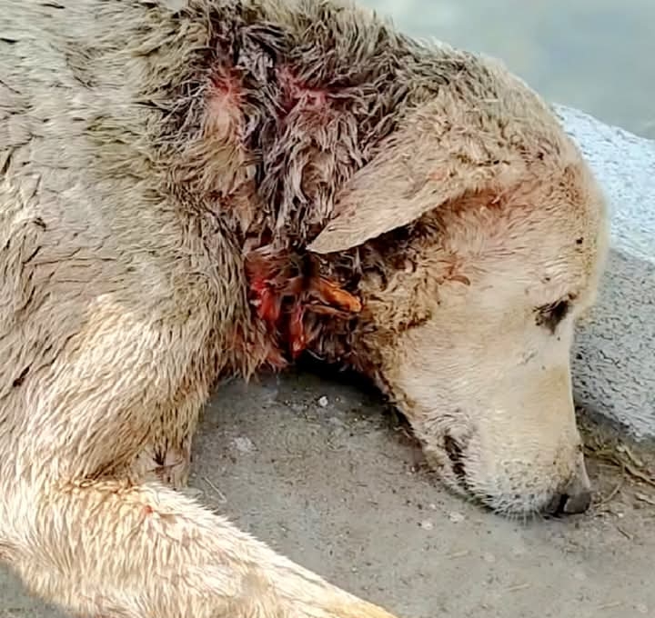 Stray Dog’s Remarkable Recovery: From the Brink of Death to a New Lease on Life