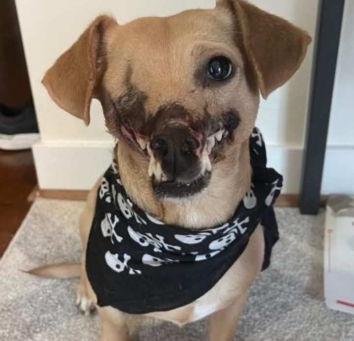 From Bait Dog to Beloved Pet: Haddie’s Inspiring Journey of Healing and Happiness