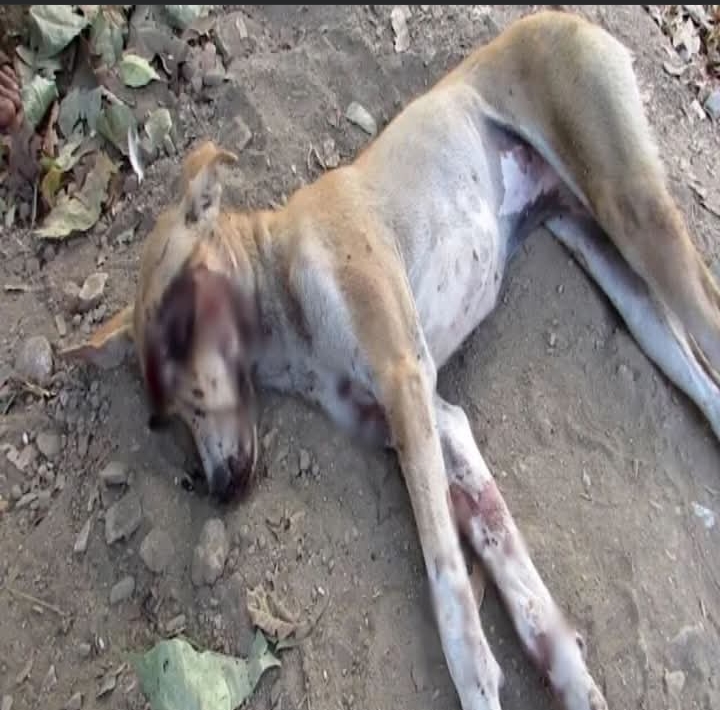 From Street Stray to Thriving Survivor: A Story of Resilience and Healing