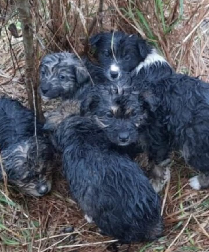 Rescuers Received A Call About A Litter Of Puppies On A Mountain Top So They Rushed To Help
