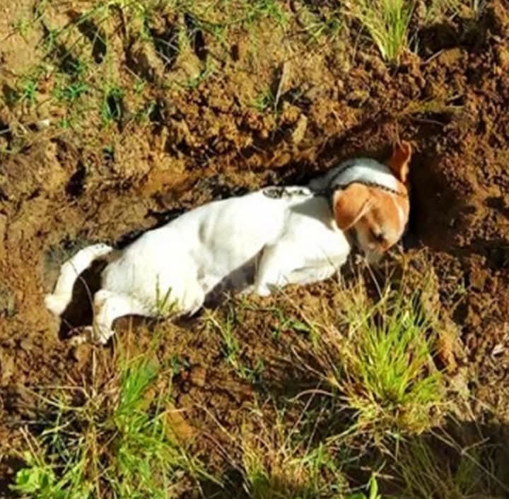 Heroic Dog Sacrifices Life to Save Family from Intruder in Indonesia