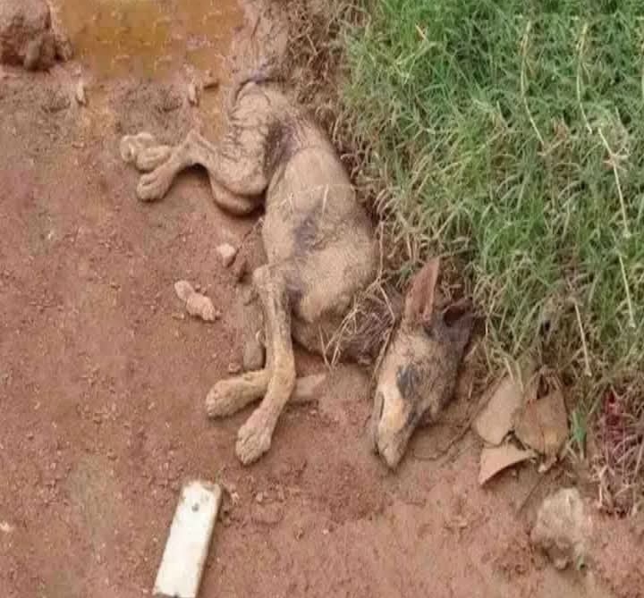 Heroic Mother Dog Serena Overcomes Tragedy, Inspires With Her Devotion and Resilience