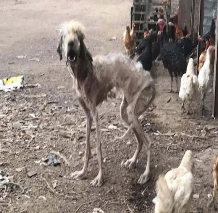 From Fear to Fierceness: A Dog’s Inspiring Journey to Health and Happiness