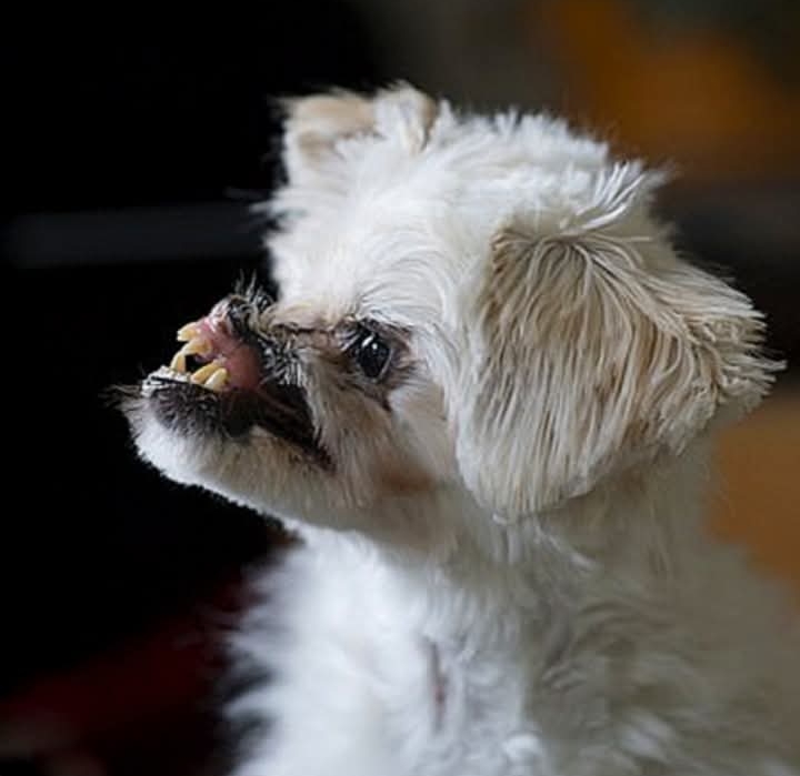 From Tragedy to Triumph: Iranian Dog Finds Love and New Life in Canada