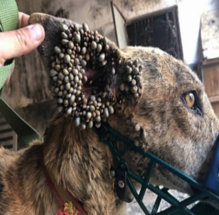 SOS Rescue Urges Action for Greyhounds After Luna’s Heartbreaking Tick Infestation Battle