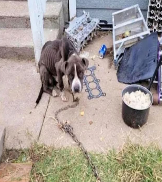 Chevelle’s Remarkable Journey: From Despair to Joyful Freedom and a Loving Home