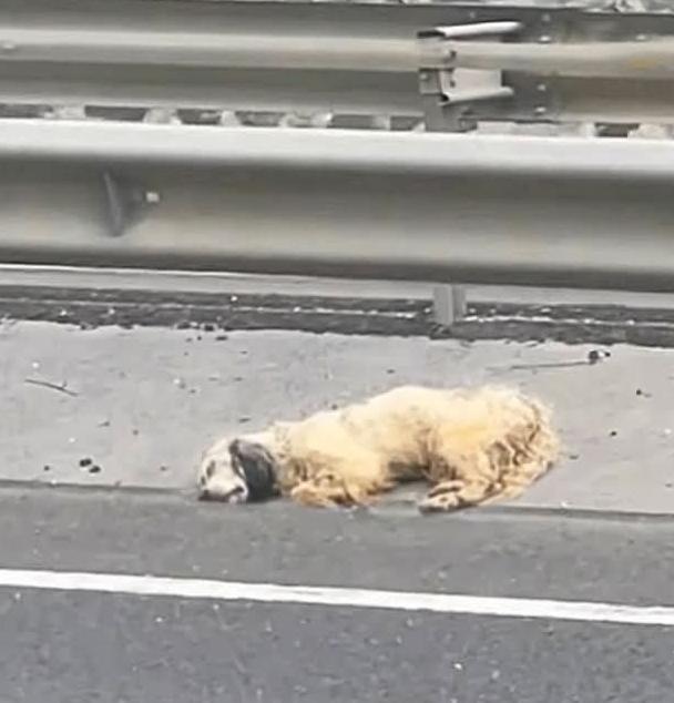 Rescued Dog Overcomes Abandonment Trauma with Heartwarming Recovery and Community Support