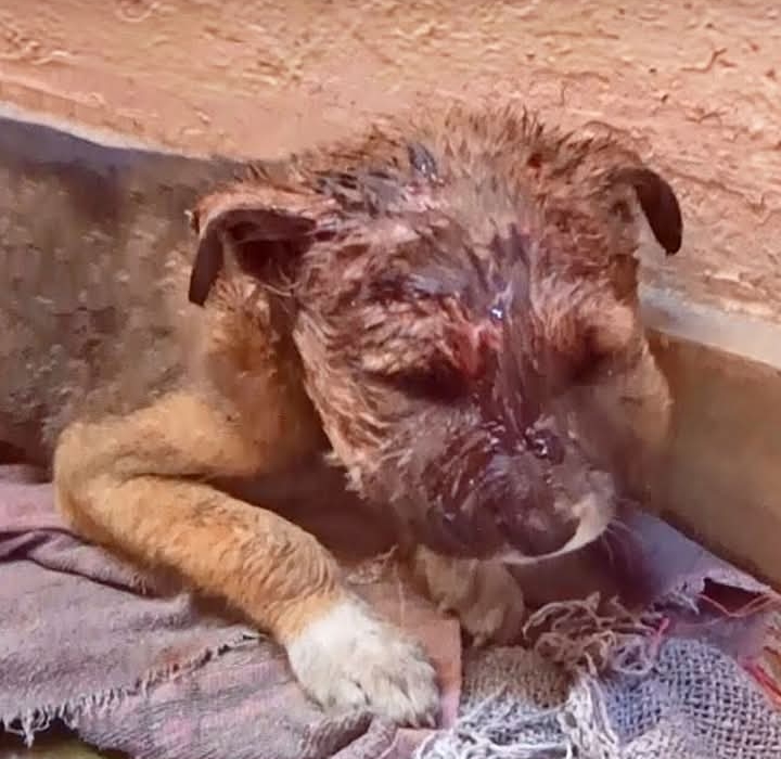 Compassionate Community Rescues Stray Puppy, Reuniting Him with Family in Heartwarming Tale