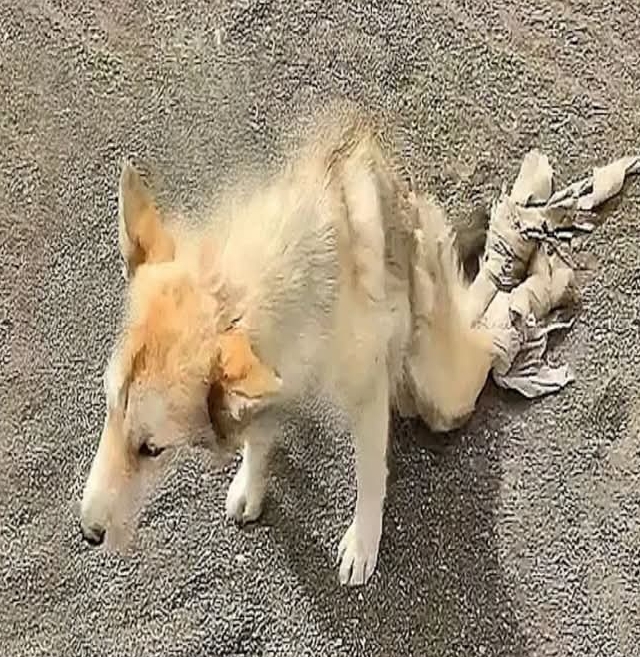 A Helping Hand: The Heartwarming Rescue and Revival of a Struggling Street Dog