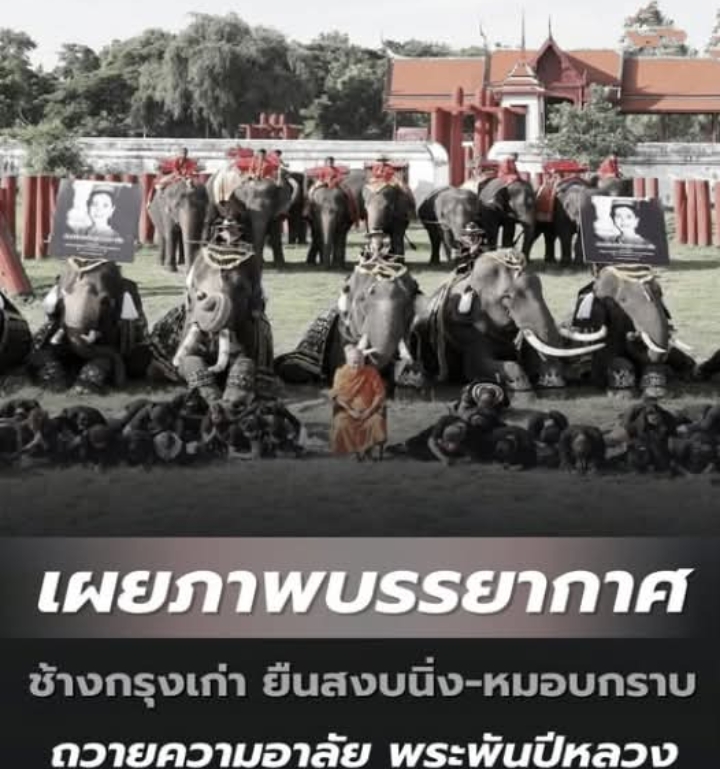 เผยภาพบรรยากาศ ควาญช้าง-ช้างกรุงเก่า ยืนสงบนิ่ง-หมอบกราบ ถวายความอาลัย พระพันปีหลวง
