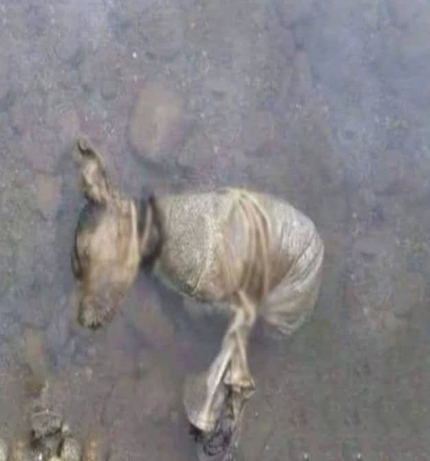 Kaden’s Remarkable Recovery: From Desperation to Hope Through Compassionate Care