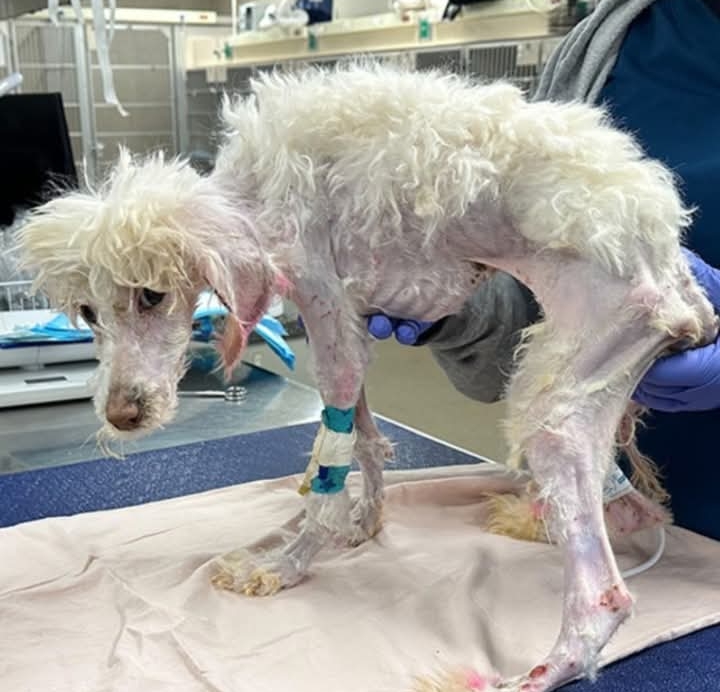 Emaciated Poodle With Acid Burns Found Unresponsive In Field Has Long Road To Recovery