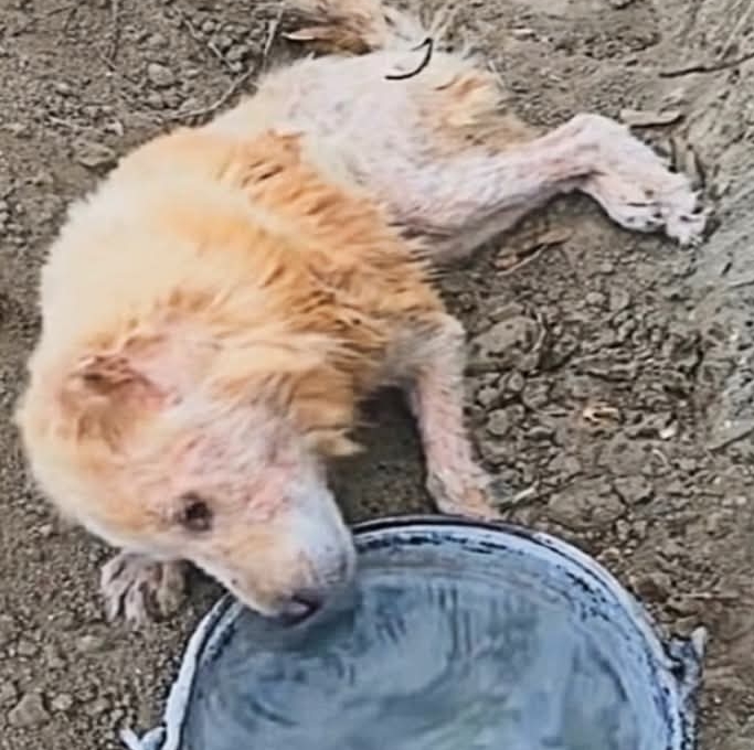 From Heartbreak to Hope: Abandoned Puppy Finds Love and Healing Through Compassionate Rescue