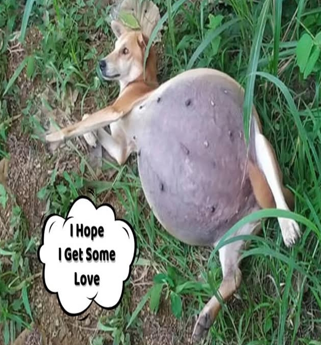 Abandoned Dog’s Heartwarming Rescue Highlights Importance of Kindness and Compassion