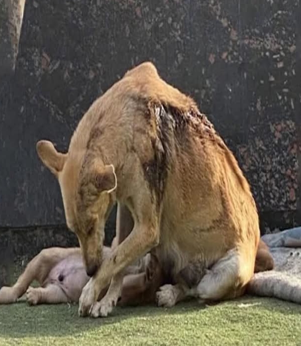 Mother Dog’s Brave Sacrifice Sparks Global Call for Animal Justice and Compassion