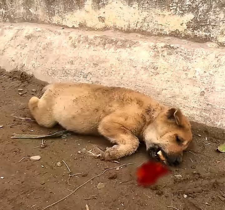 Rescuer’s Quick Action Saves Frank, the Stray Dog, from Poisoning Peril